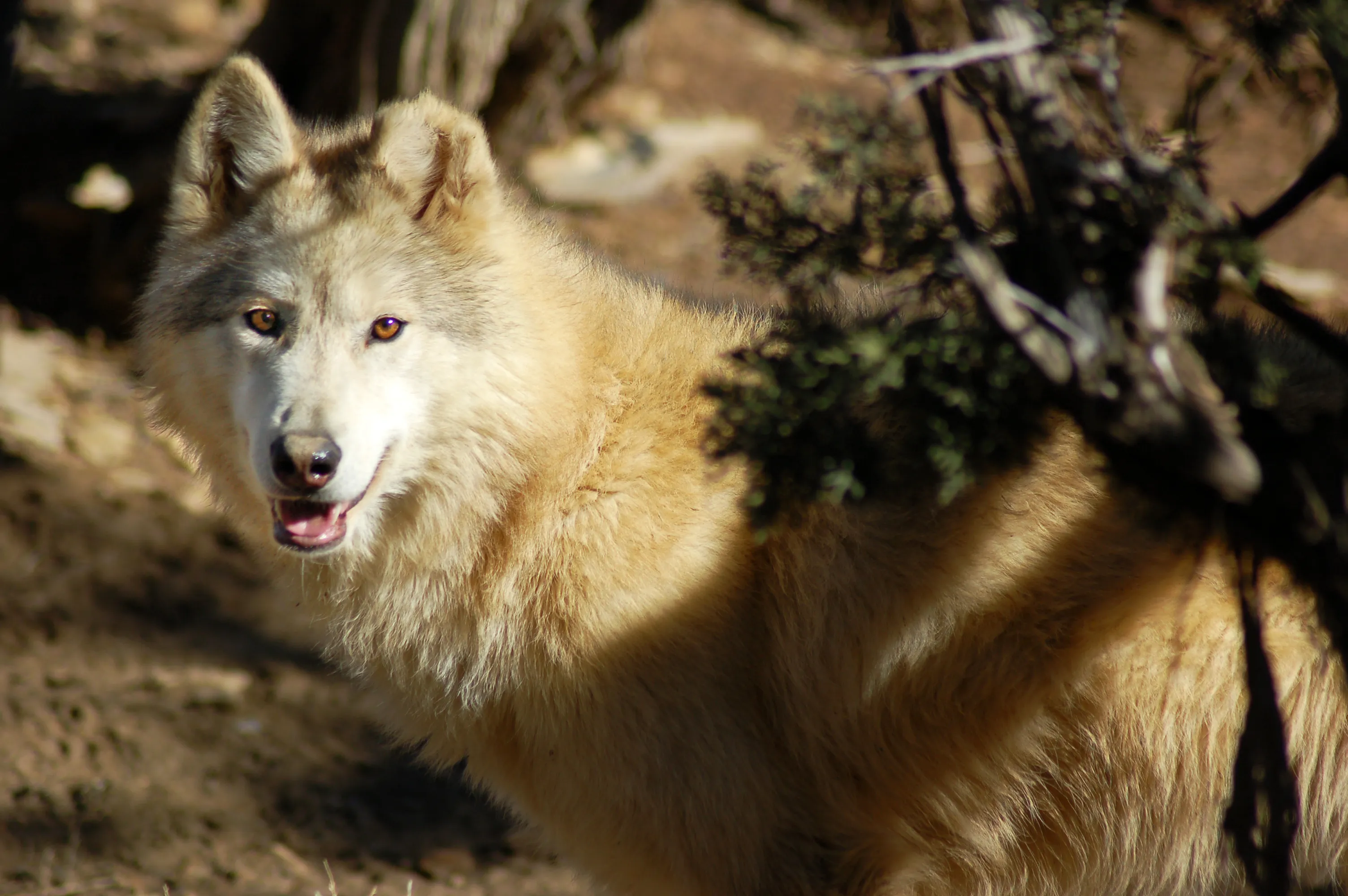 Wild Spirit Wolf Sanctuary