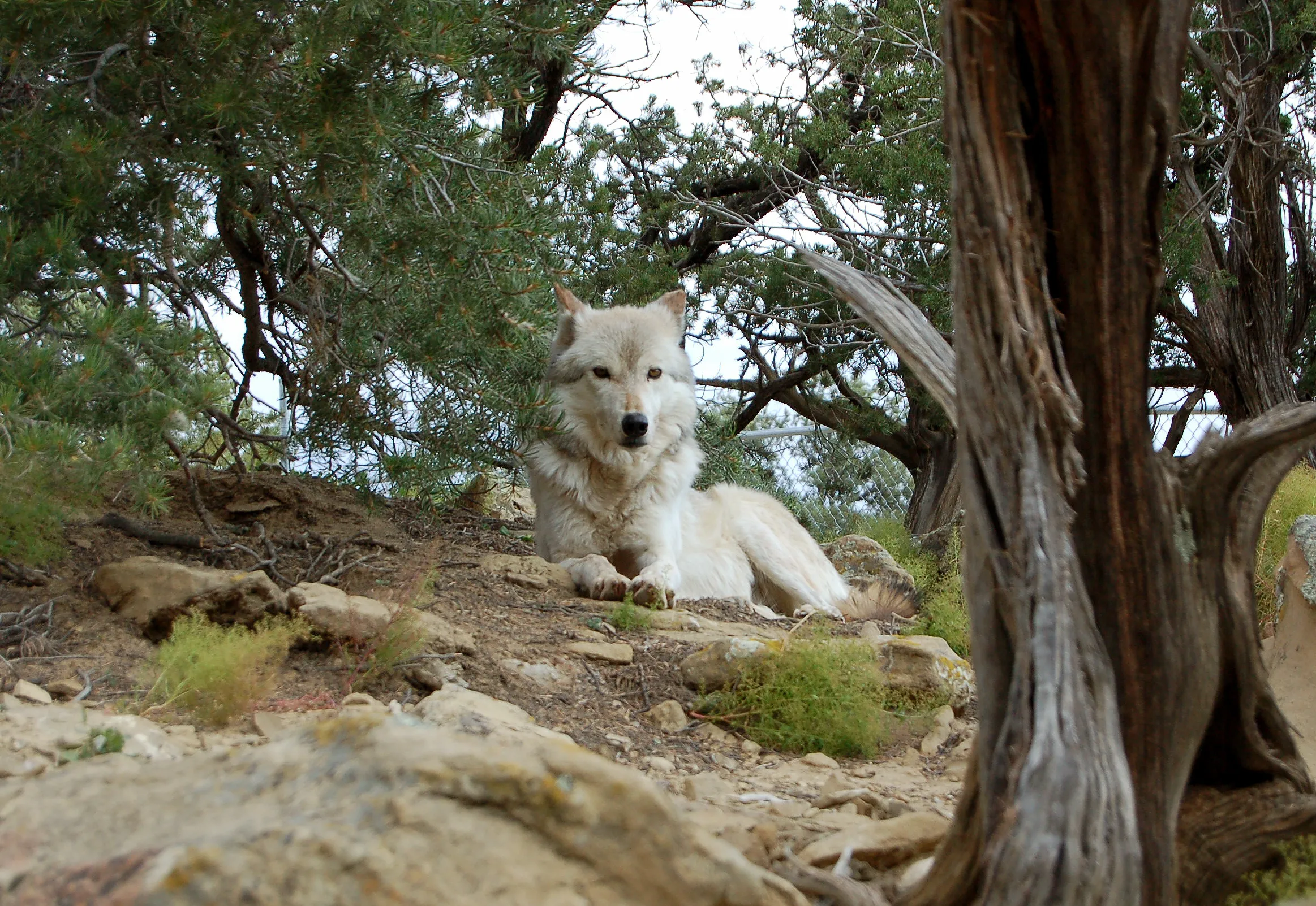 Wild Spirit Wolf Sanctuary