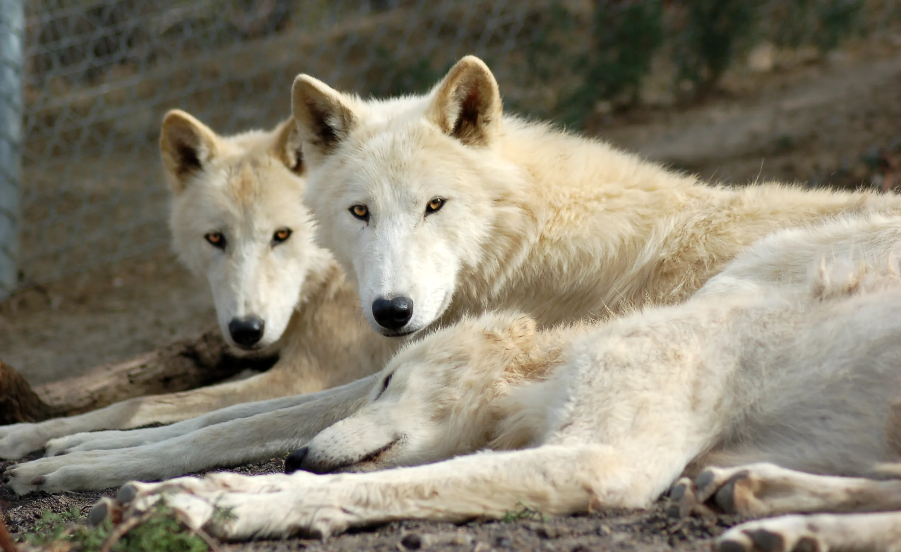 Wild Spirit Wolf Sanctuary