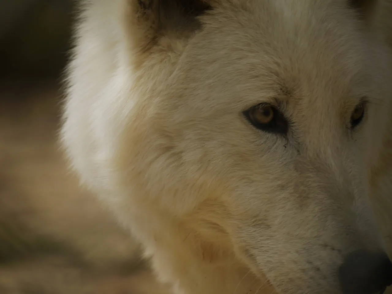 Wild Spirit Wolf Sanctuary