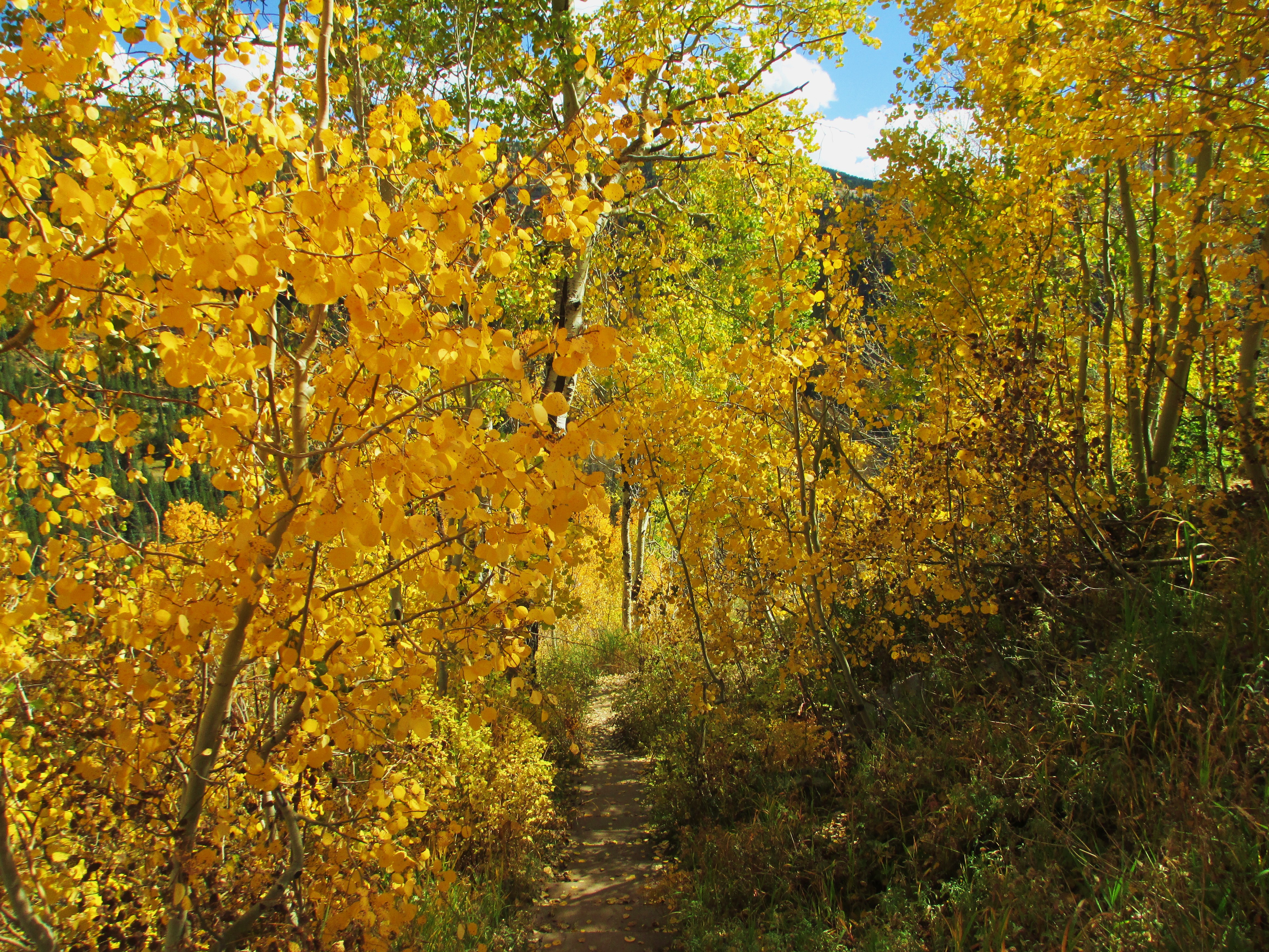 Hike the Colorado Trail: Little Molas Lake to Lime Creek 