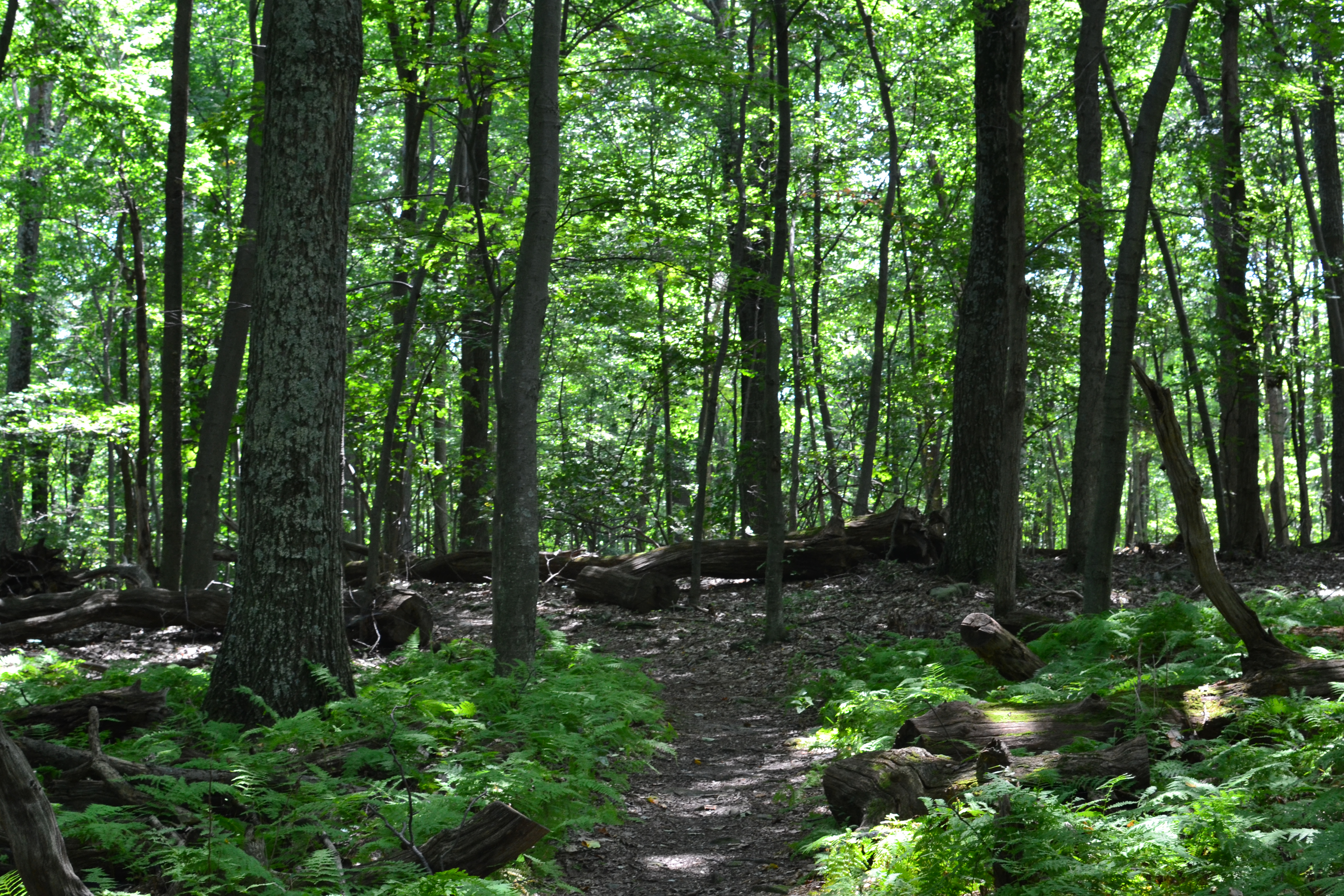 Cat Rock via Old Misery Trail