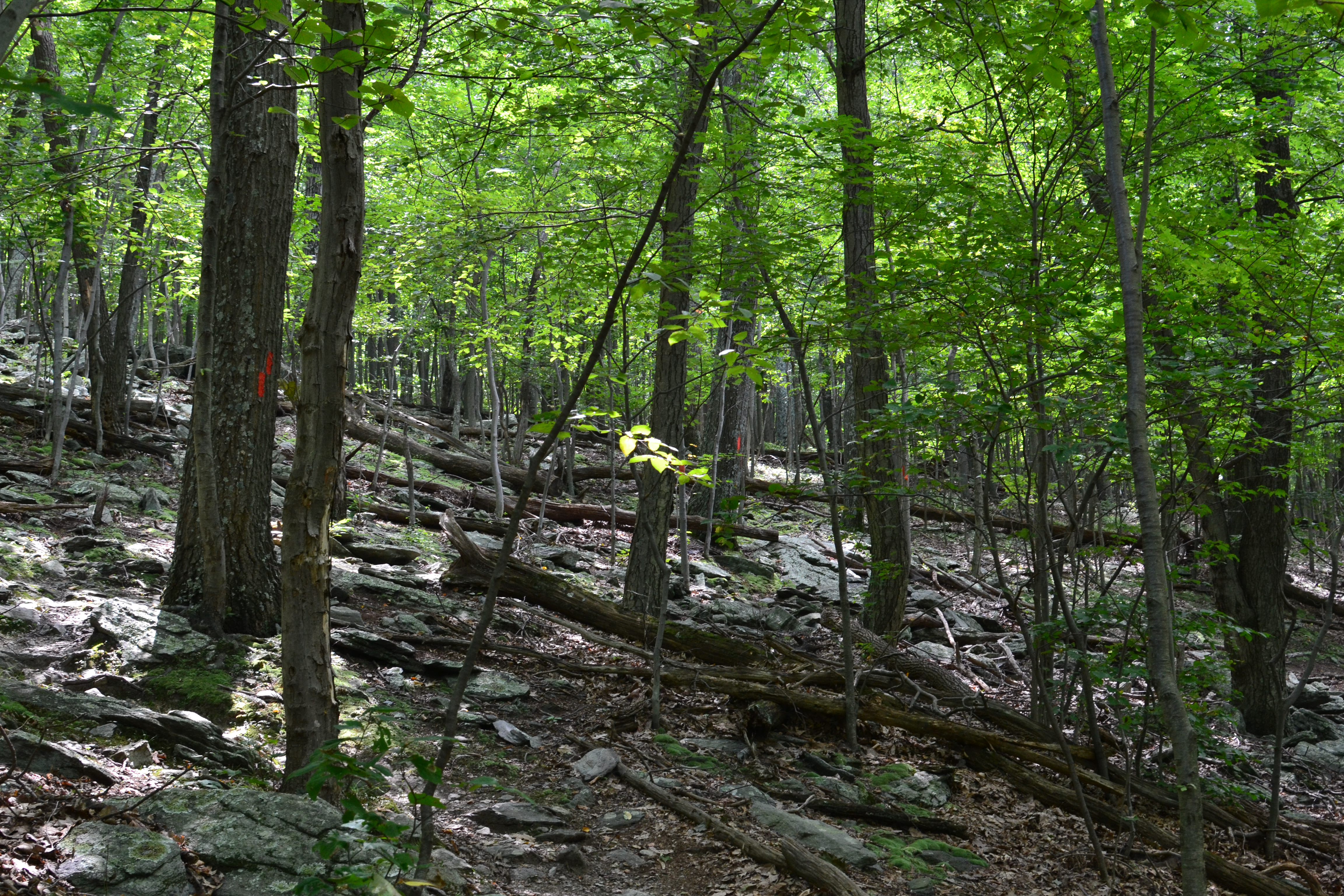 Cat Rock via Old Misery Trail
