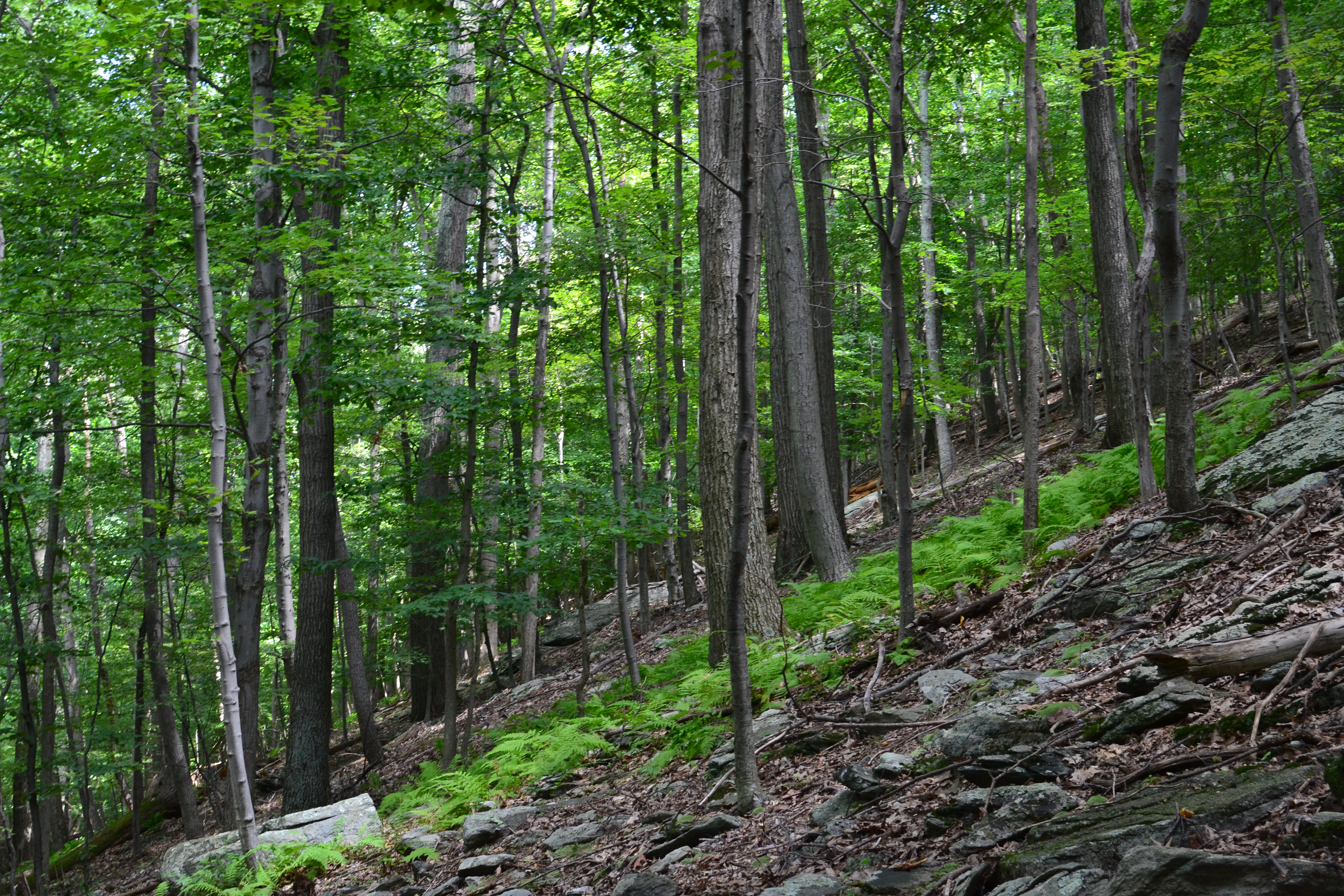 Cat Rock via Old Misery Trail