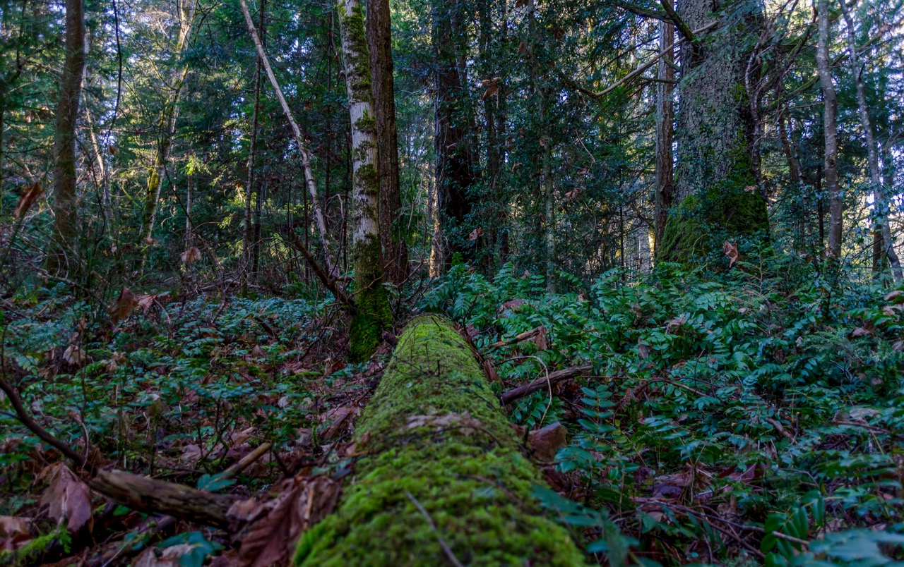 Explore Fillongley Provincial Park