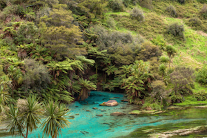 Hike to Te Waihou Springs