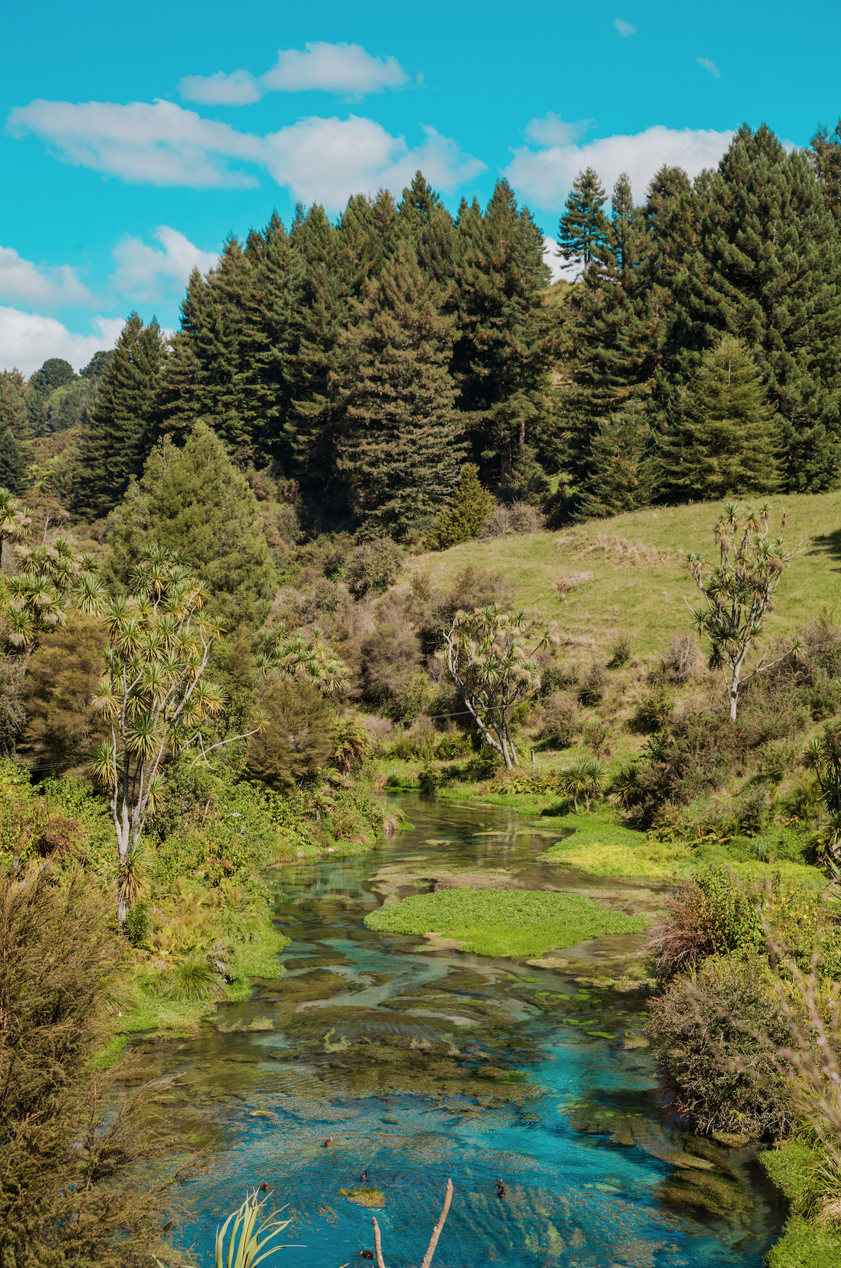 Hike to Te Waihou Springs