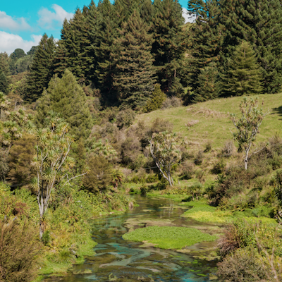 Hike to Te Waihou Springs