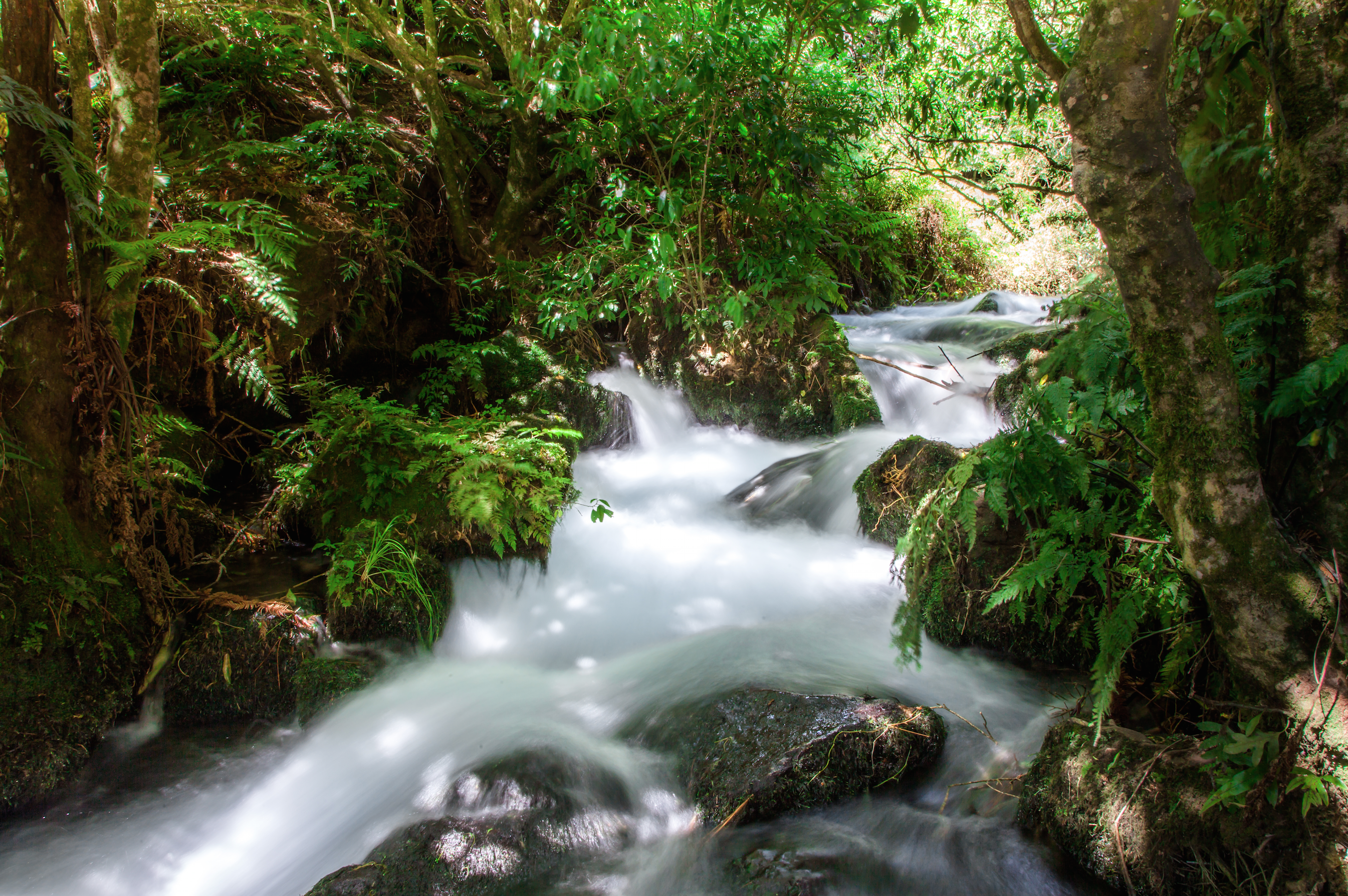 Hike to Te Waihou Springs