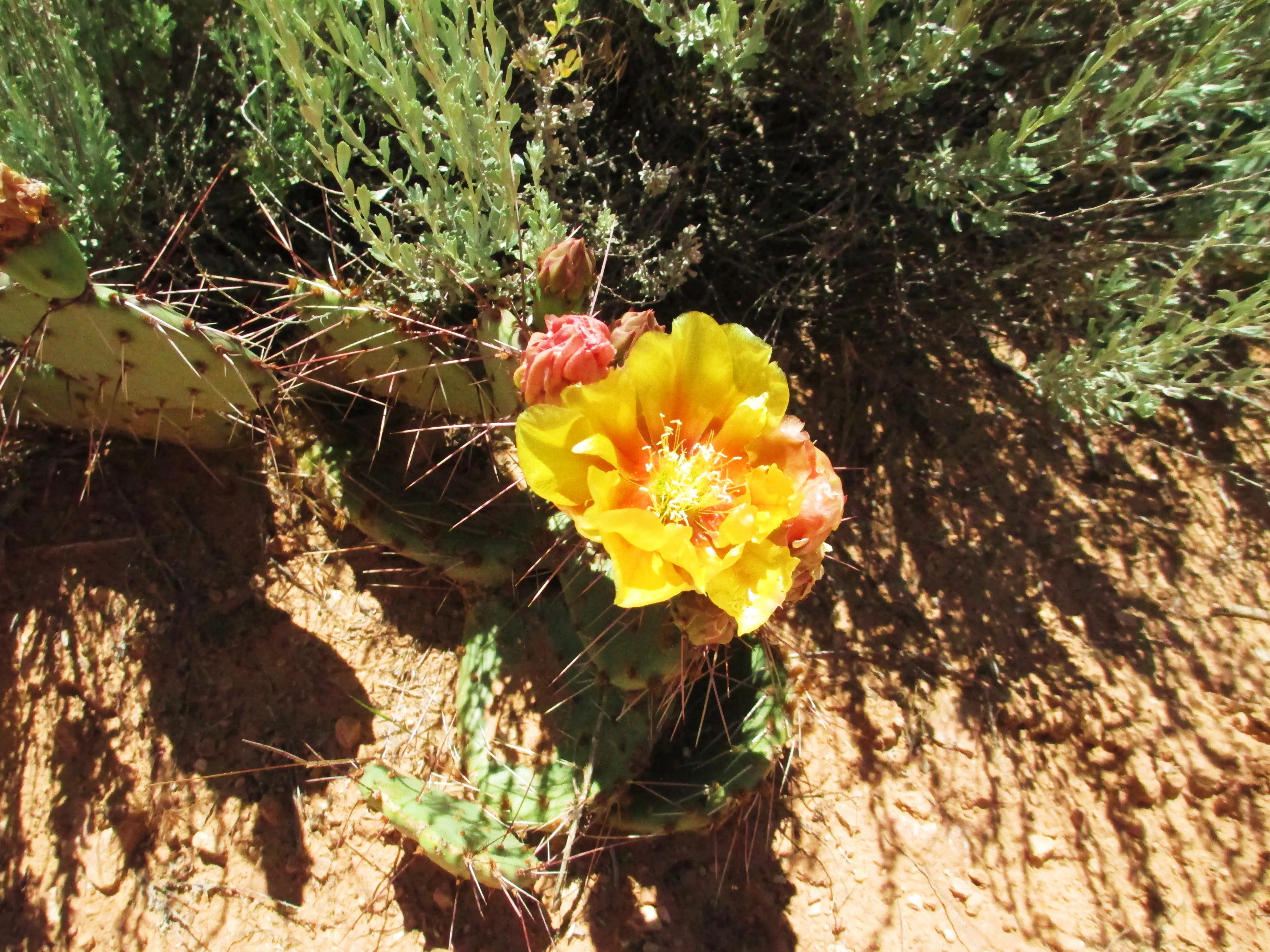 Hike Sand Canyon in Canyons of the Ancients