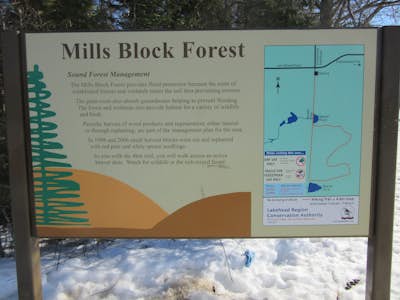 Hike Mills Block Forest