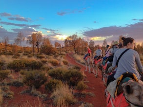 Camel Trek Sunrise at Ayers Rock