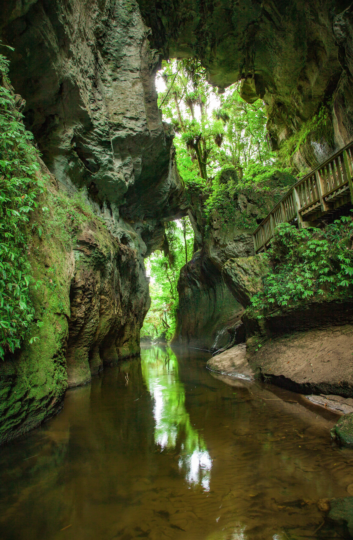 Explore the Mangapohue Natural Bridge