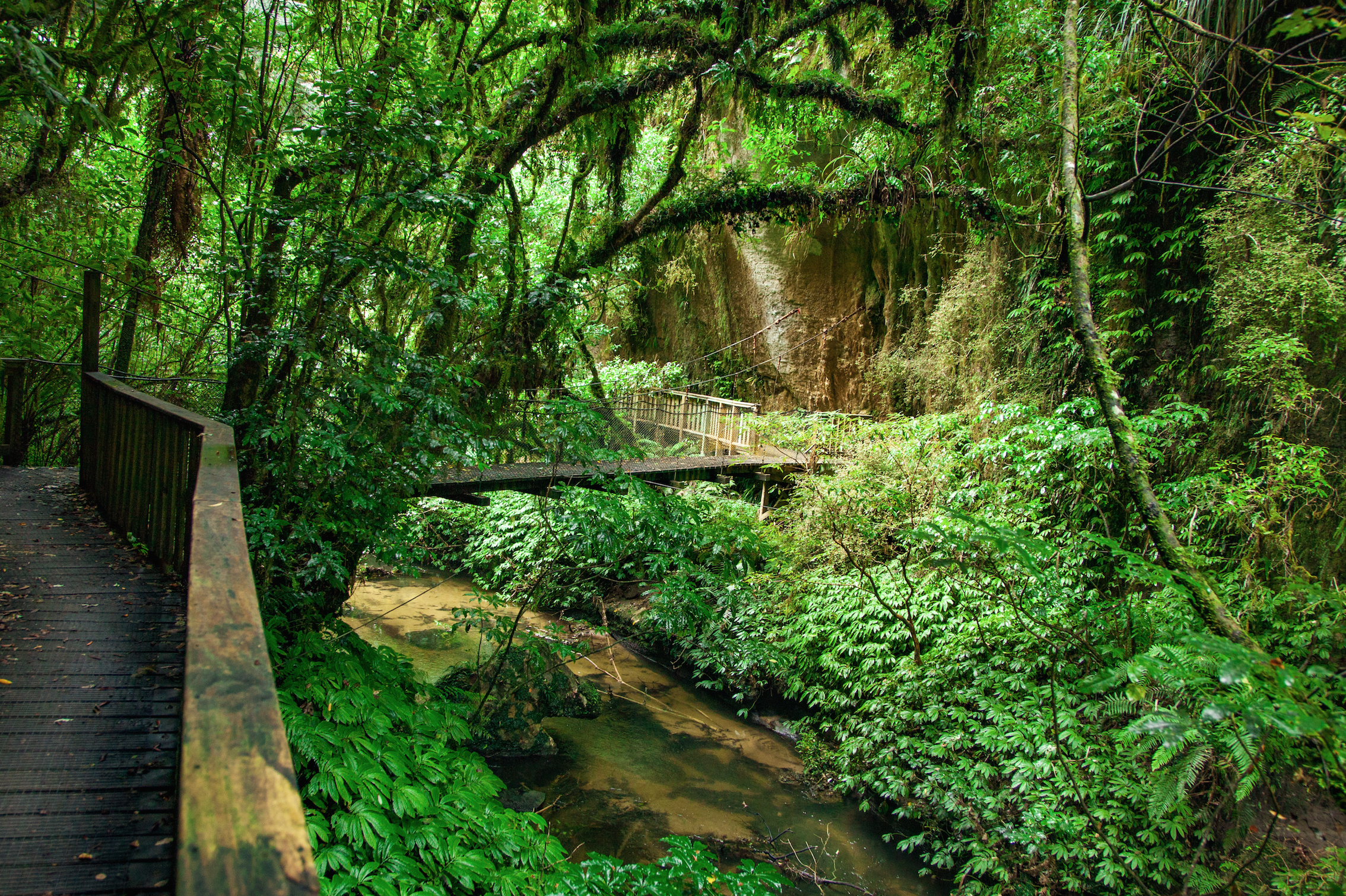 Explore the Mangapohue Natural Bridge