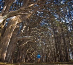 Cypress Tree Tunnels at Moss Beach