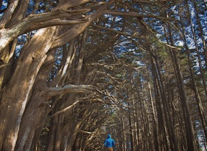 Explore the Cypress Tree Tunnels at Moss Beach