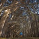 Explore the Cypress Tree Tunnels at Moss Beach