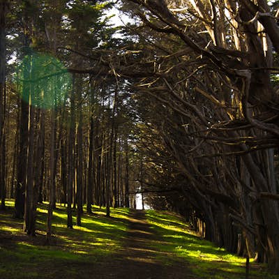 Cypress Tree Tunnels at Moss Beach