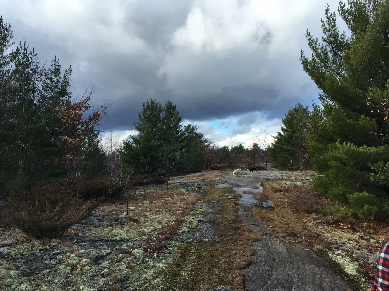 Hike the Torrance Barrens Main Trail
