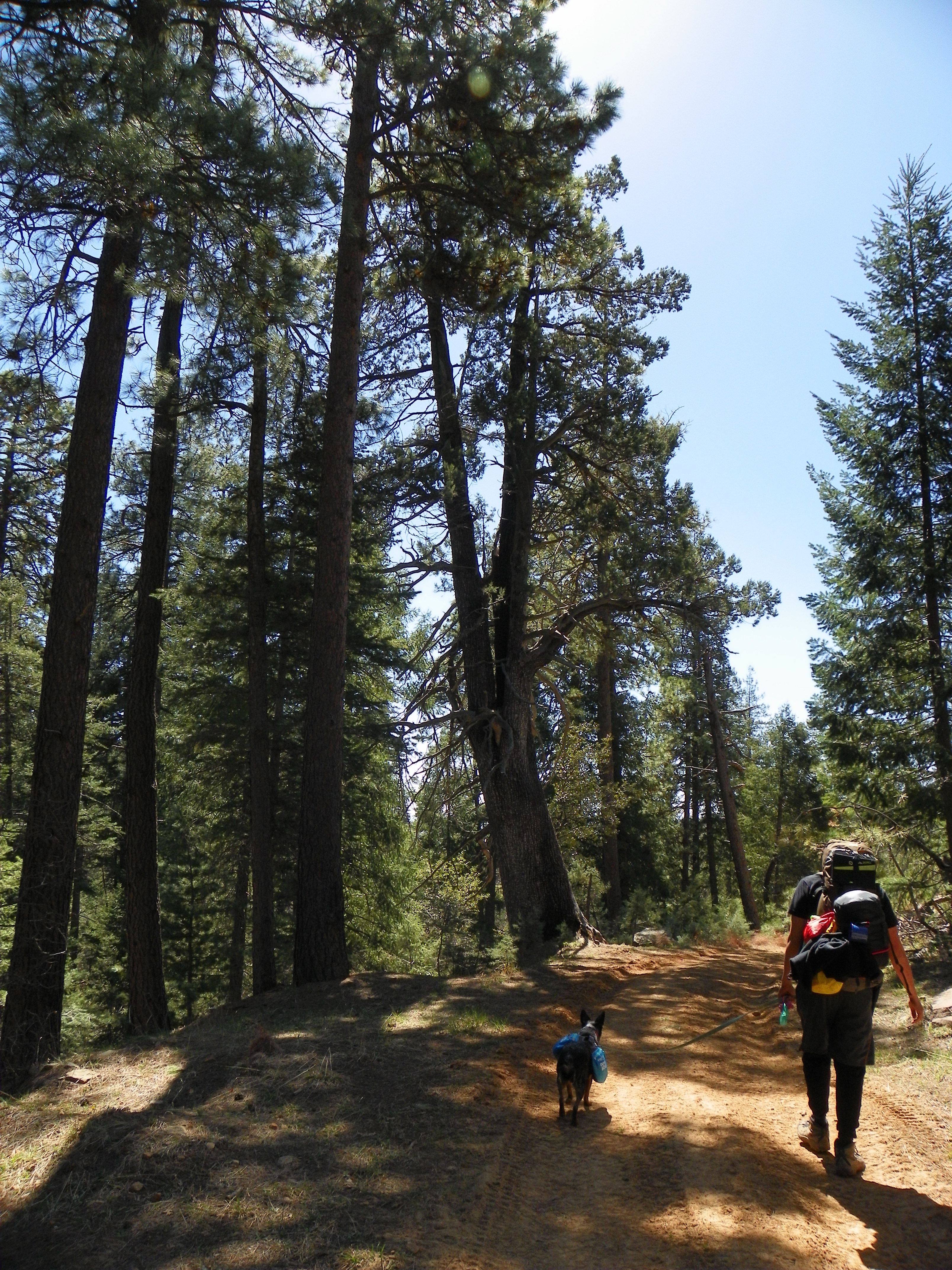 Mogollon Rim via Washington Park