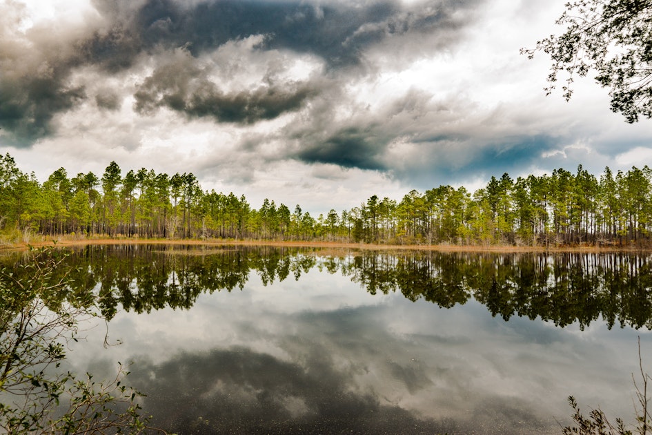 Explore Green Swamp Nature Preserve, Green Swamp Trailhead
