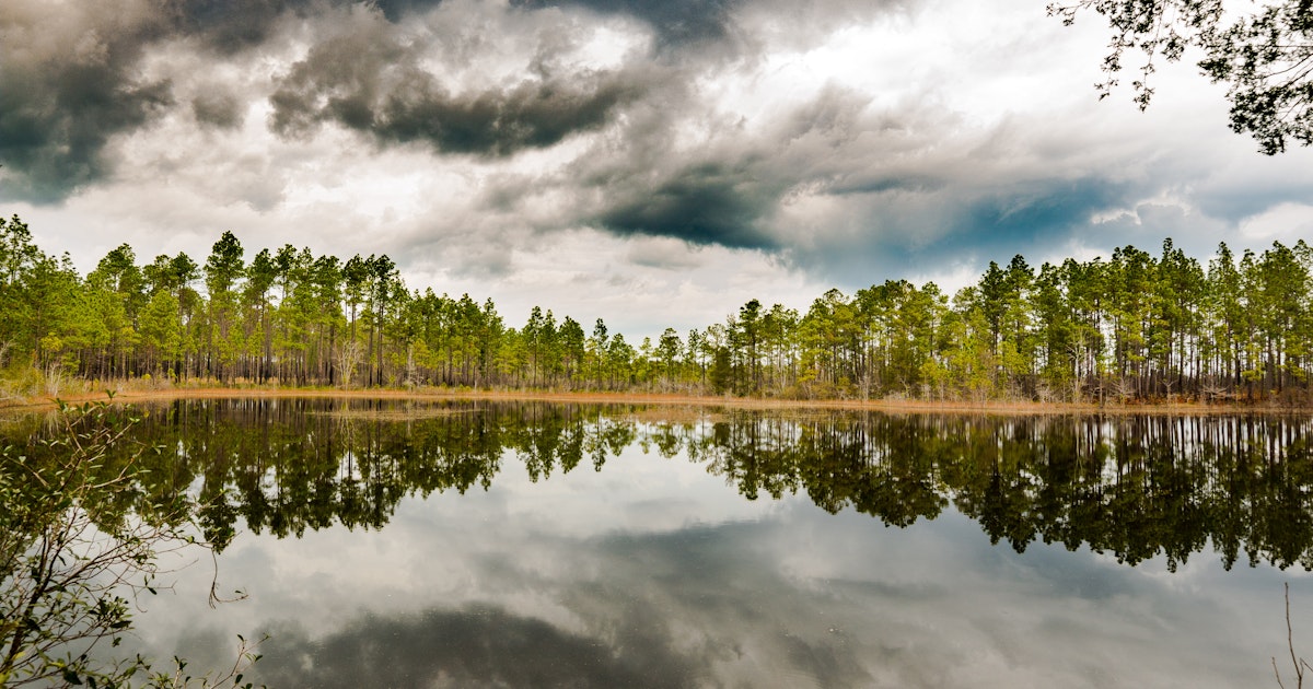 Auto Parts Store Nearby >> Explore Green Swamp Nature Preserve, Green Swamp Trailhead Auto Parts Store Nearby >> Explore Green Swamp Nature Preserve, Green Swamp Trailhead