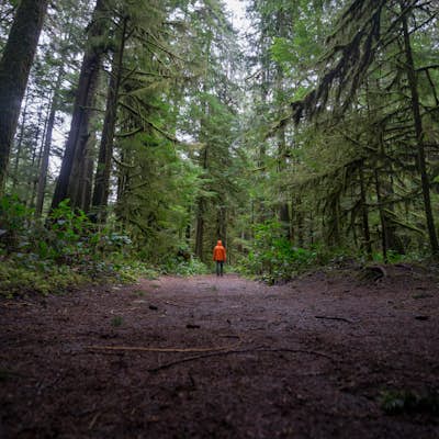 Hike Mount Storm King in Olympic NP