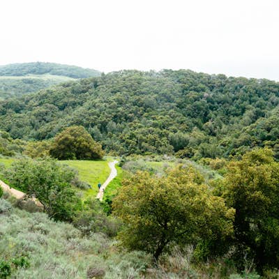 Hike the Pulgas Ridge Open Space Preserve Loop