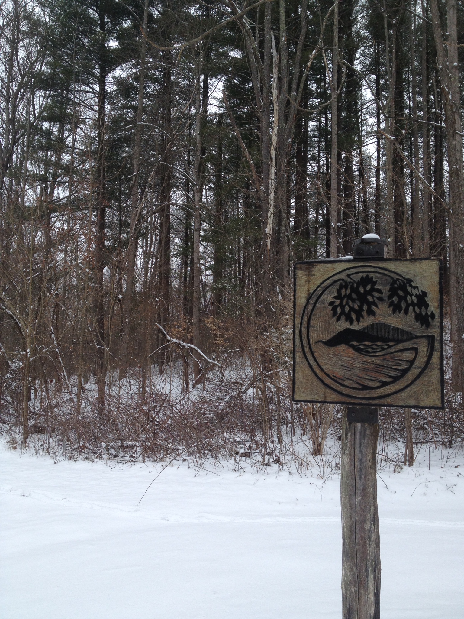 Hike Scarlet Oak Woods 
