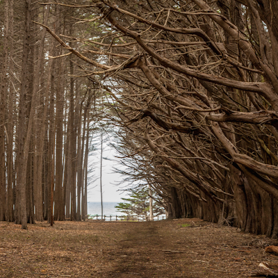 Hike through the Old Forest in Half Moon Bay