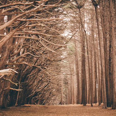 Hike through the Old Forest in Half Moon Bay