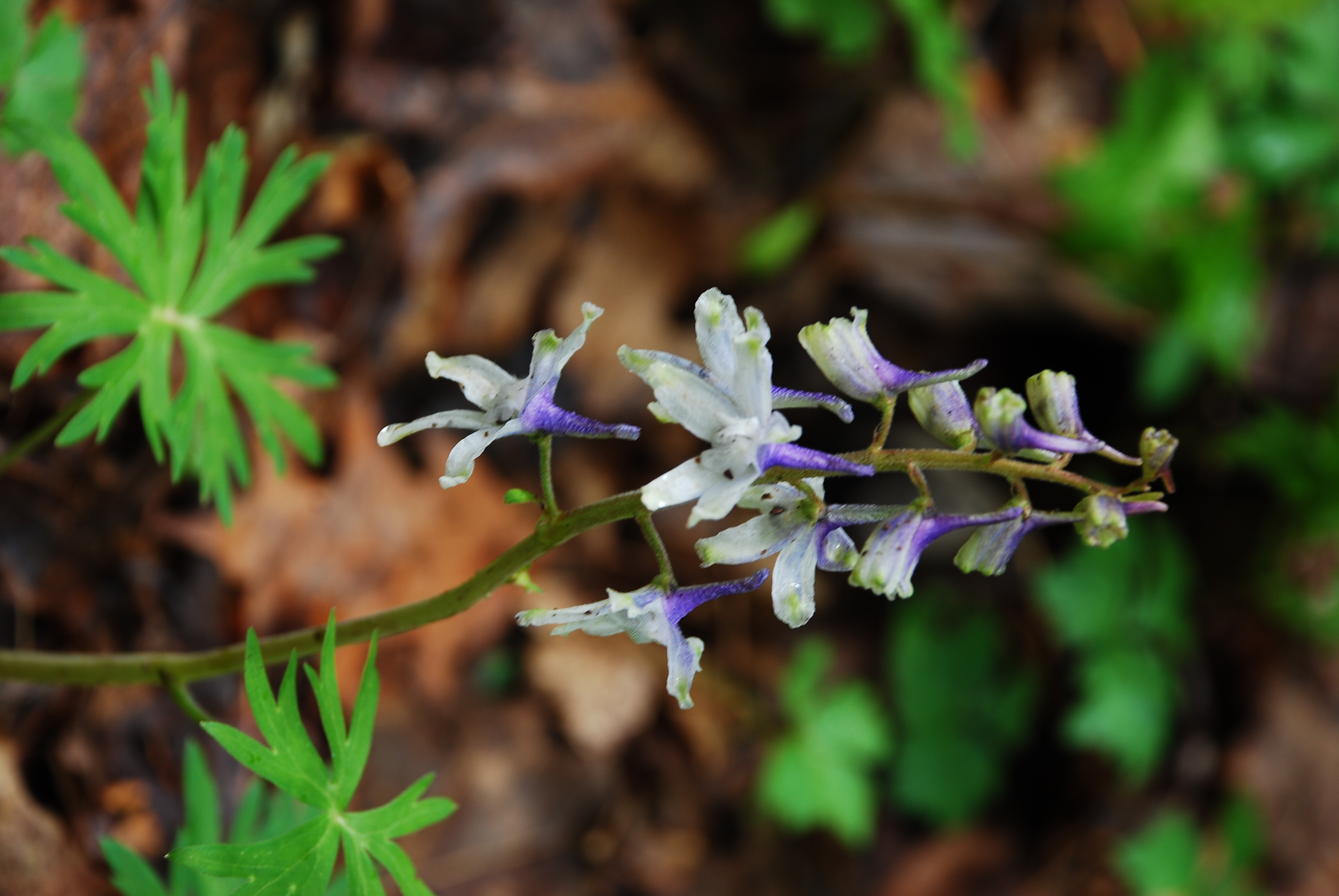 Hike through Falls Ridge Preserve