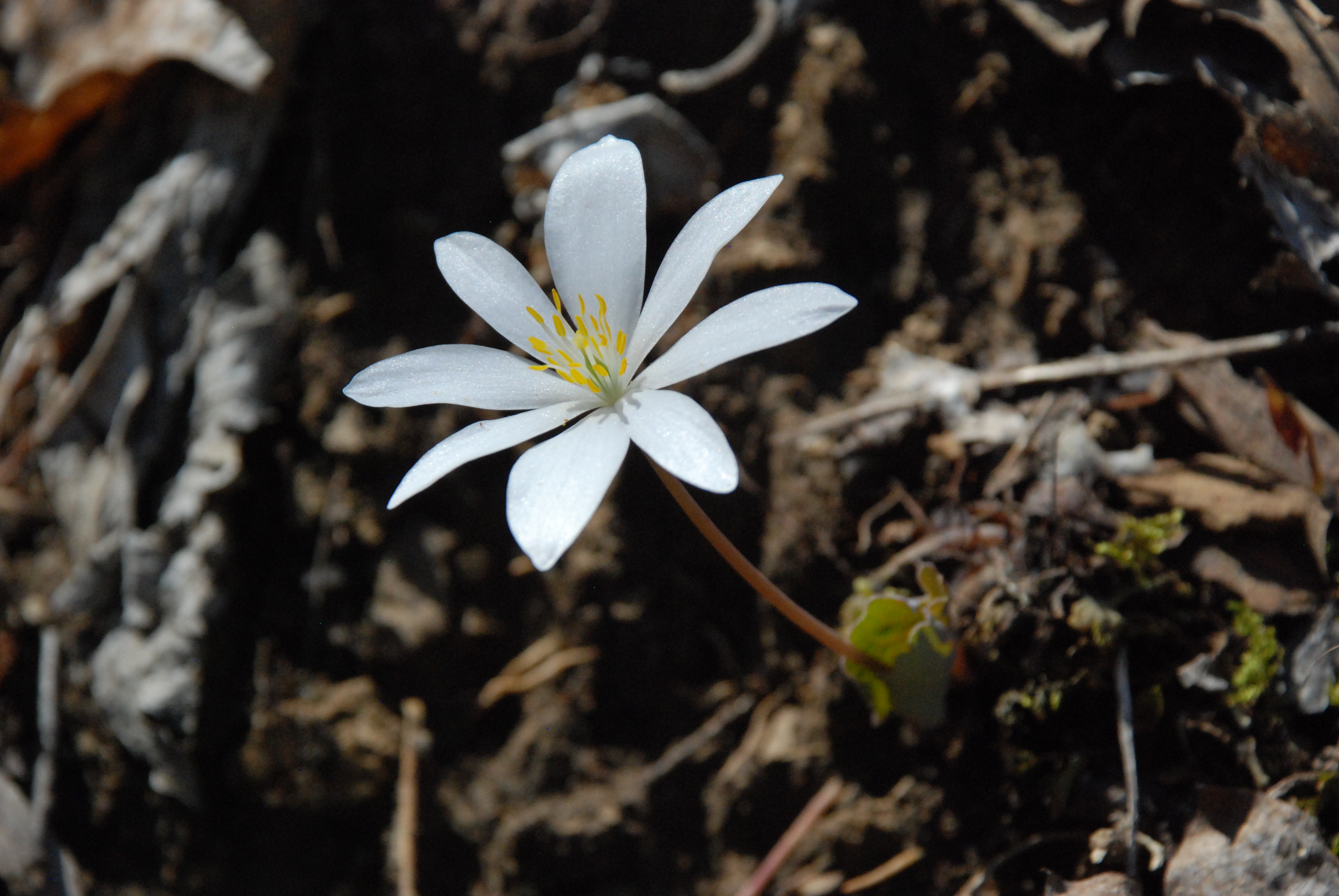 Hike through Falls Ridge Preserve