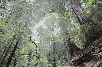 Hike the Humboldt Redwoods River Trail 