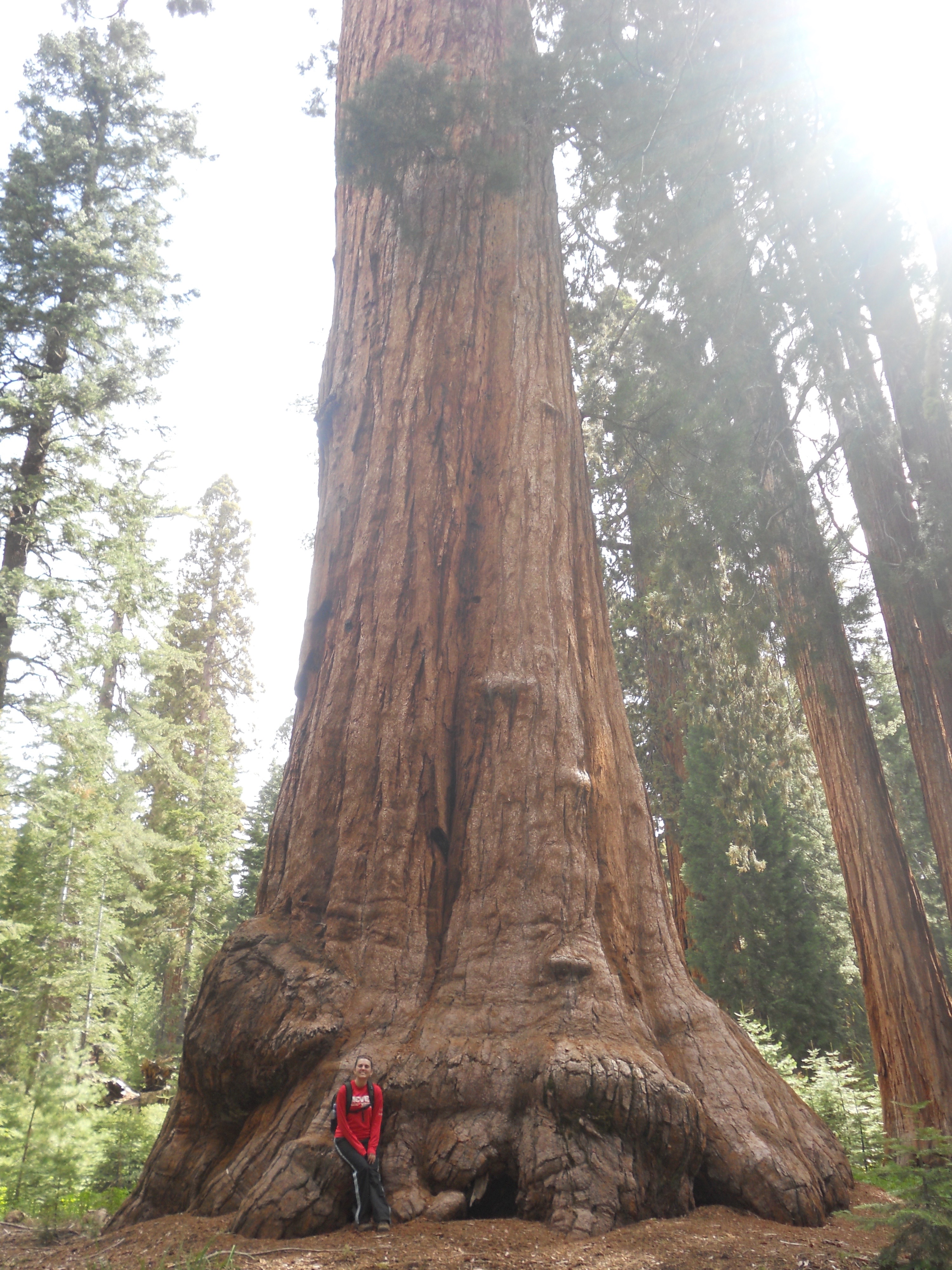 Wawona Point via Mariposa Grove 