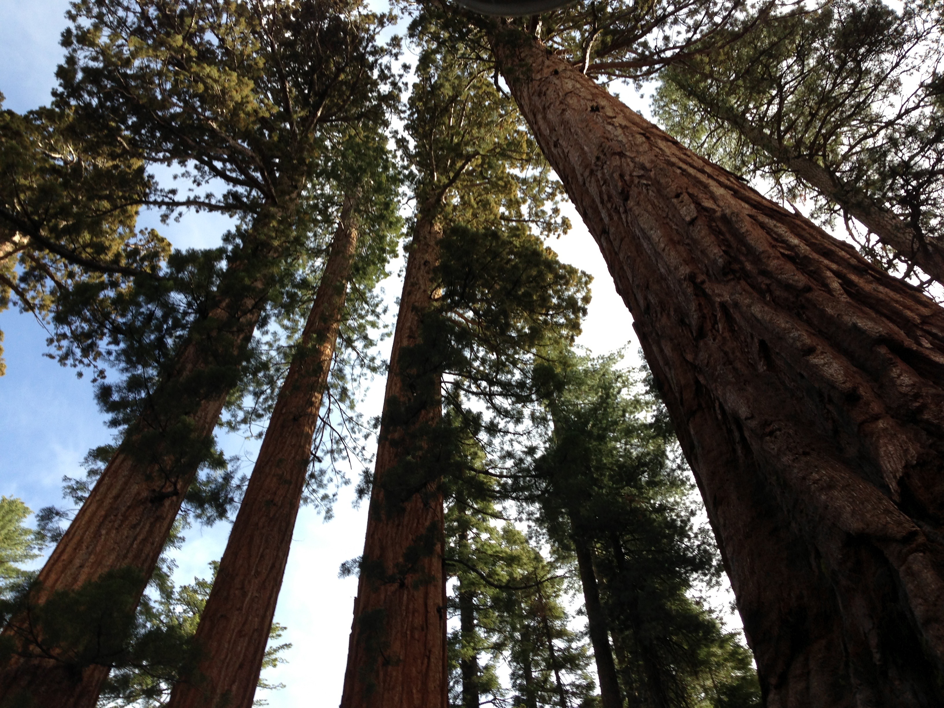 Wawona Point via Mariposa Grove 