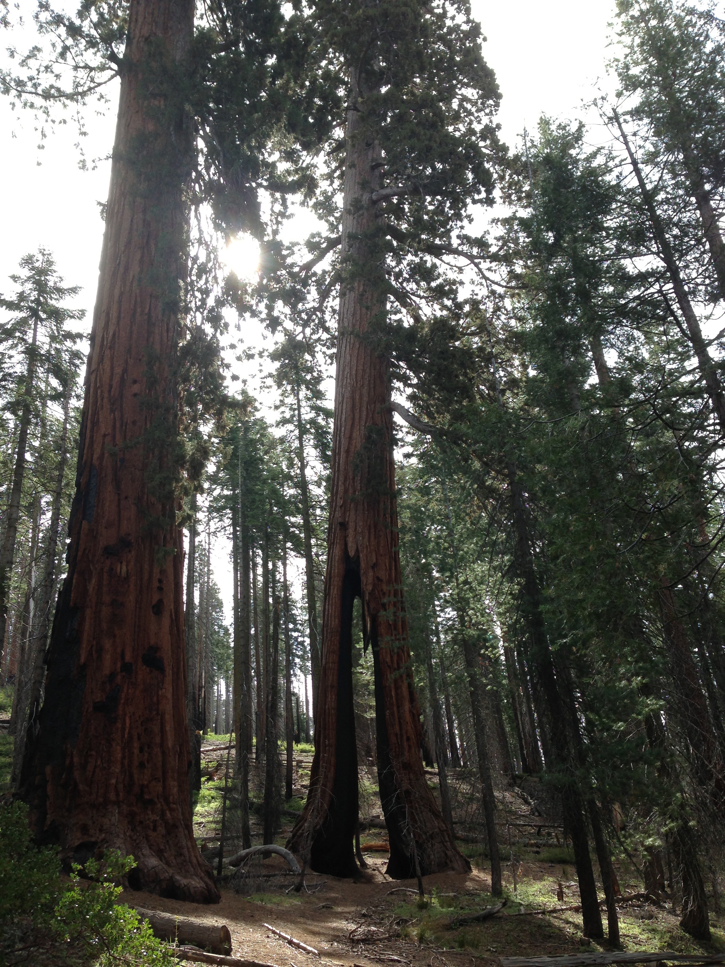 Wawona Point via Mariposa Grove 