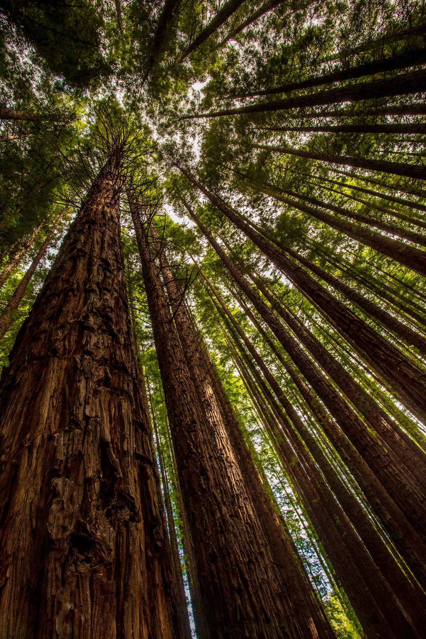 Explore Warburton's Sequoia Forest