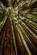 Explore Warburton's Sequoia Forest