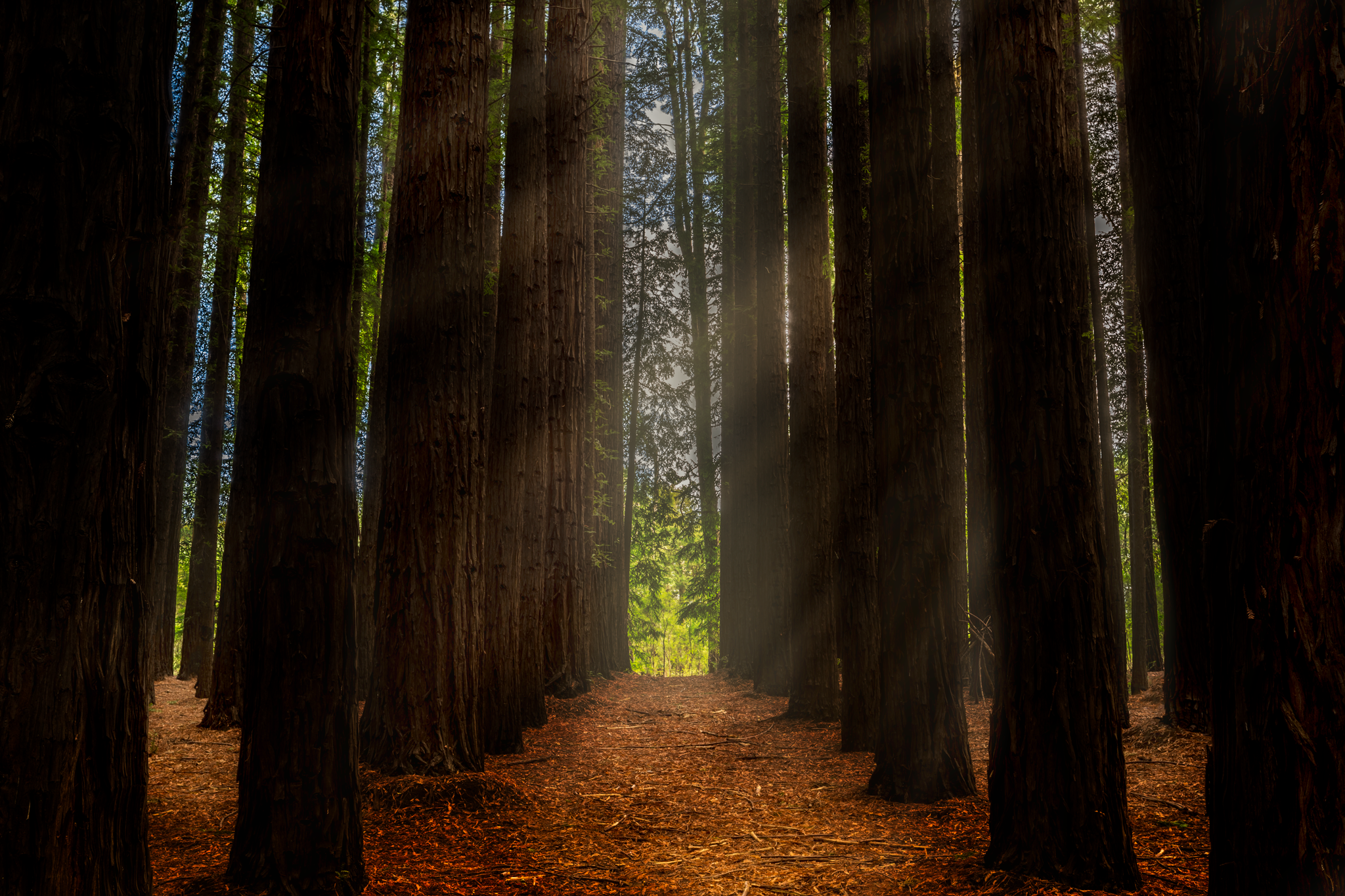 Explore Warburton's Sequoia Forest