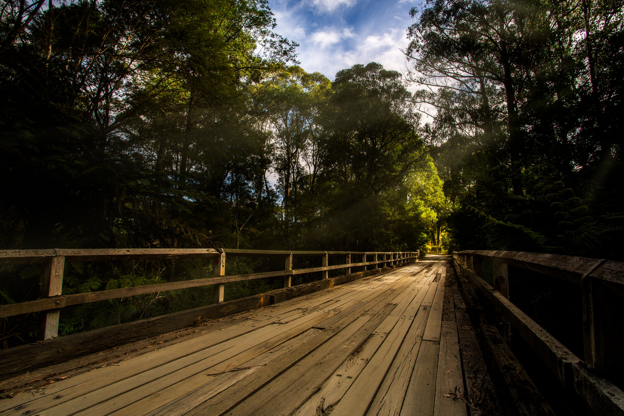 Explore Warburton's Sequoia Forest