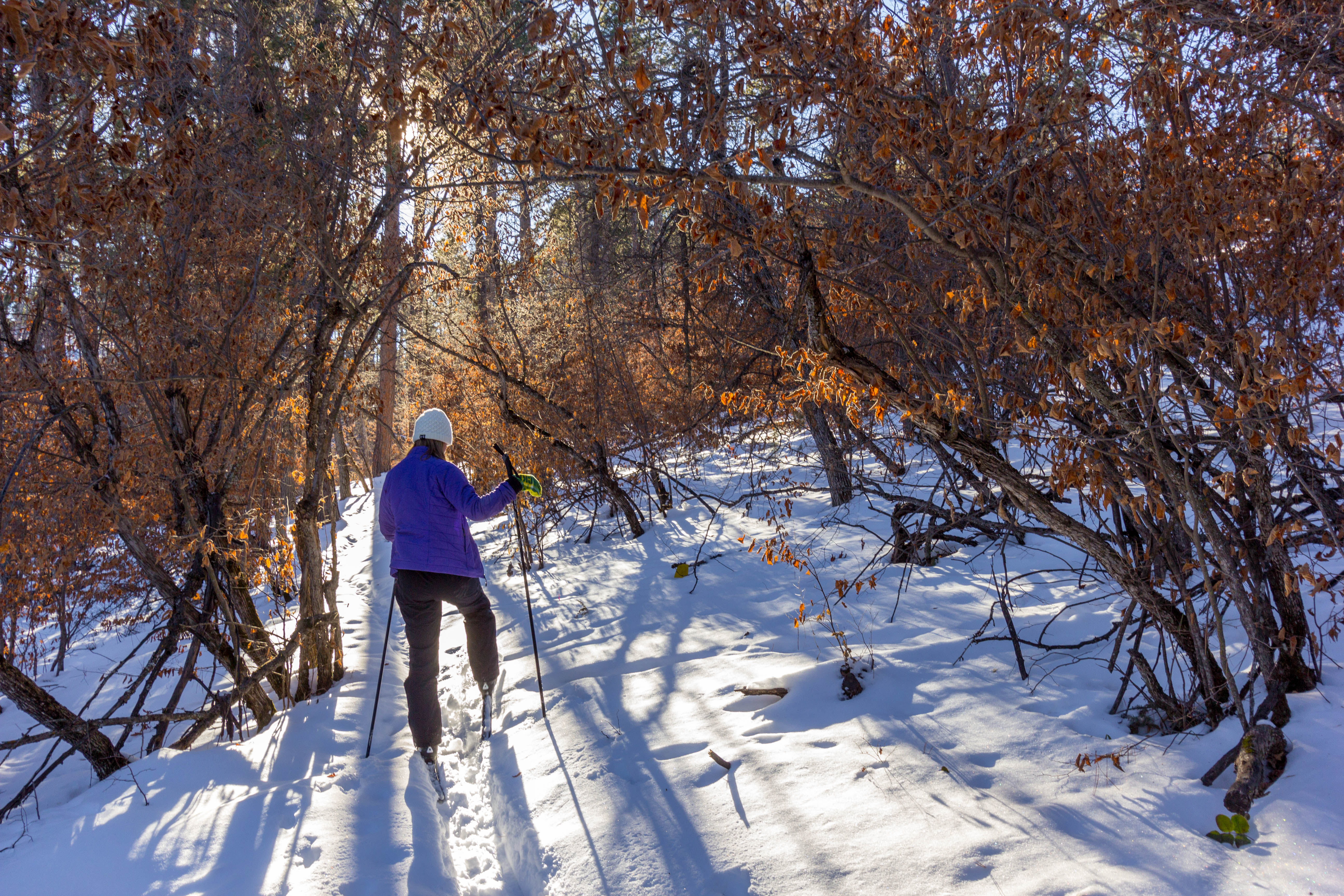 Cross-Country Ski the Big Hill Trails 