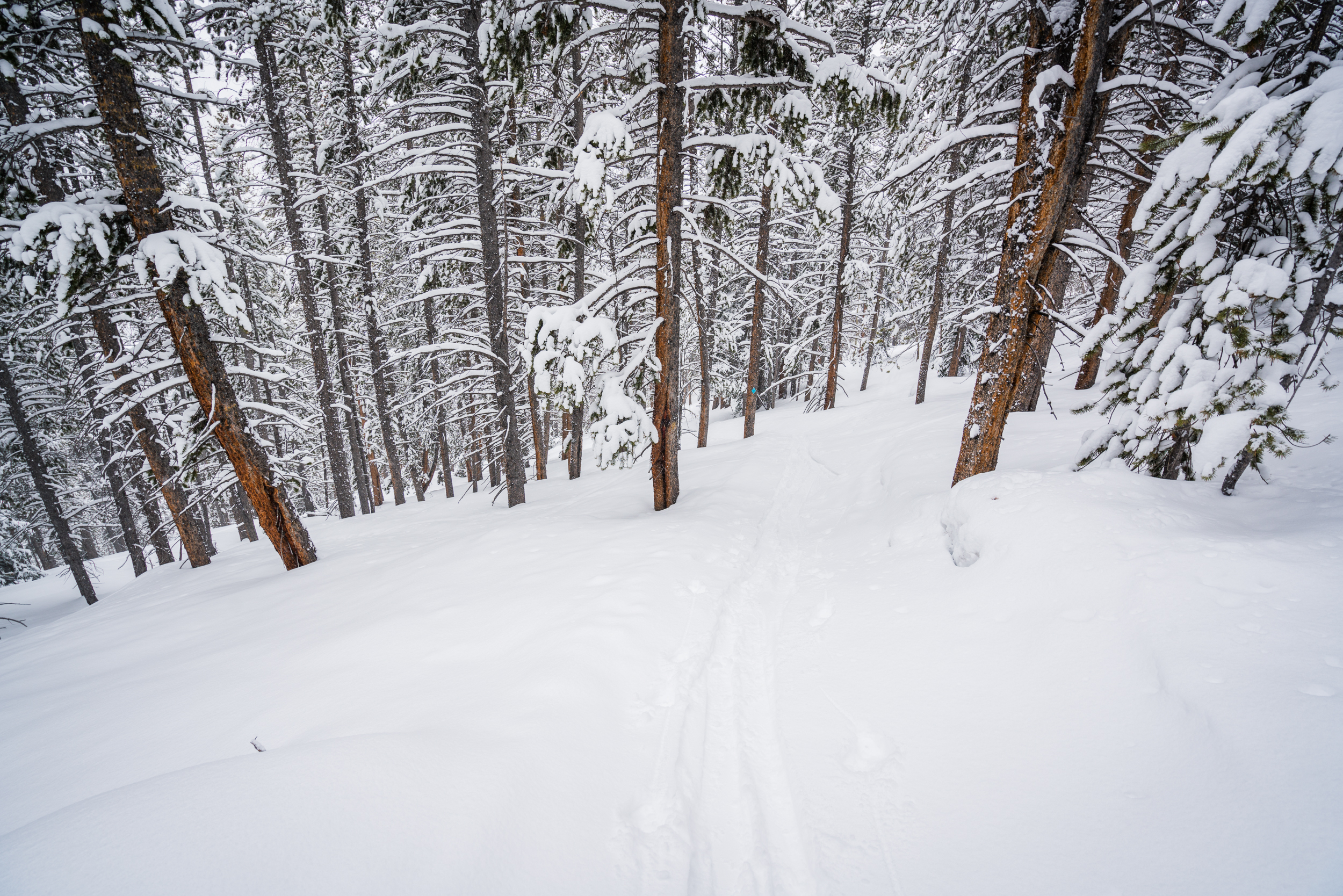 Ski Betty Bear to Skinner Hut