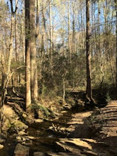 Hike through Big Trees Forest Preserve 