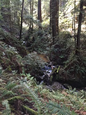 Waterfall Loop at Russian Gulch State Park