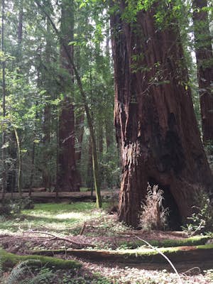 Walk with Redwoods and Visit a Hermit
