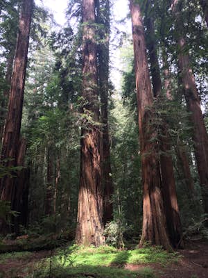 Walk with Redwoods and Visit a Hermit