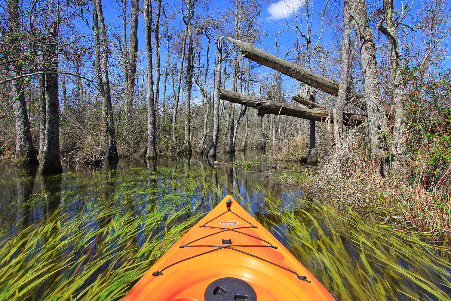 Kayak the Goodale State Park's Canoe Trail, Cassatt, South Carolina