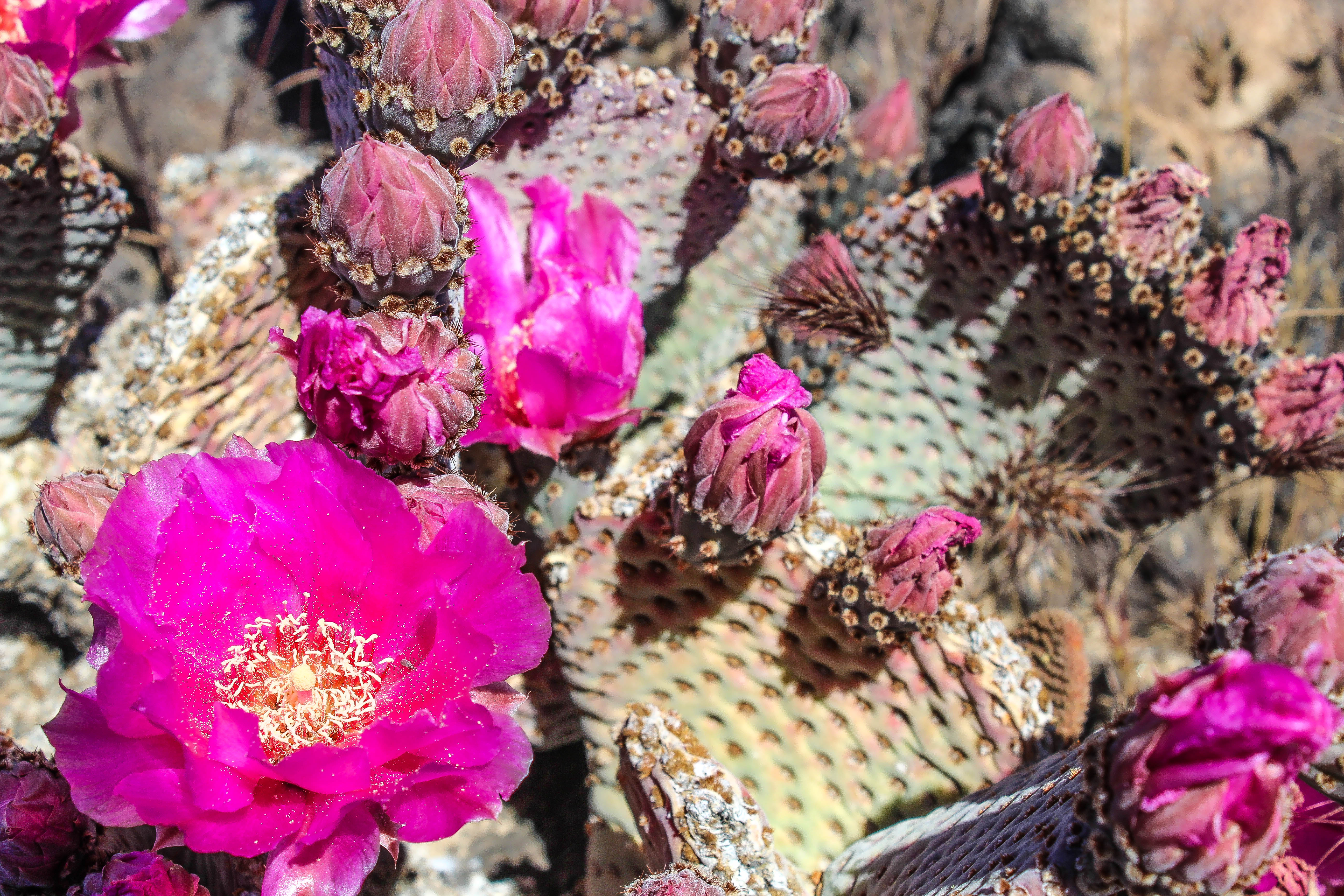 Mojave Desert Lava Tube