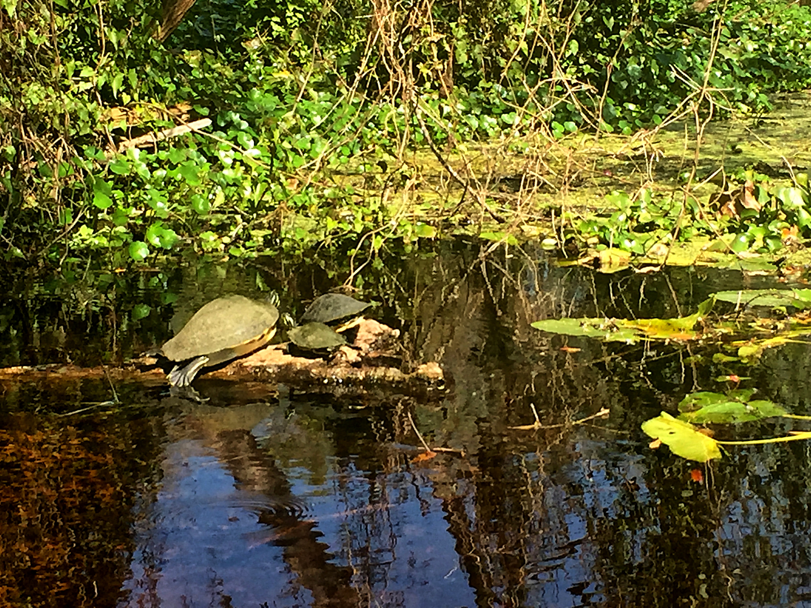 Paddle the Hillsborough River Wilderness Preserve